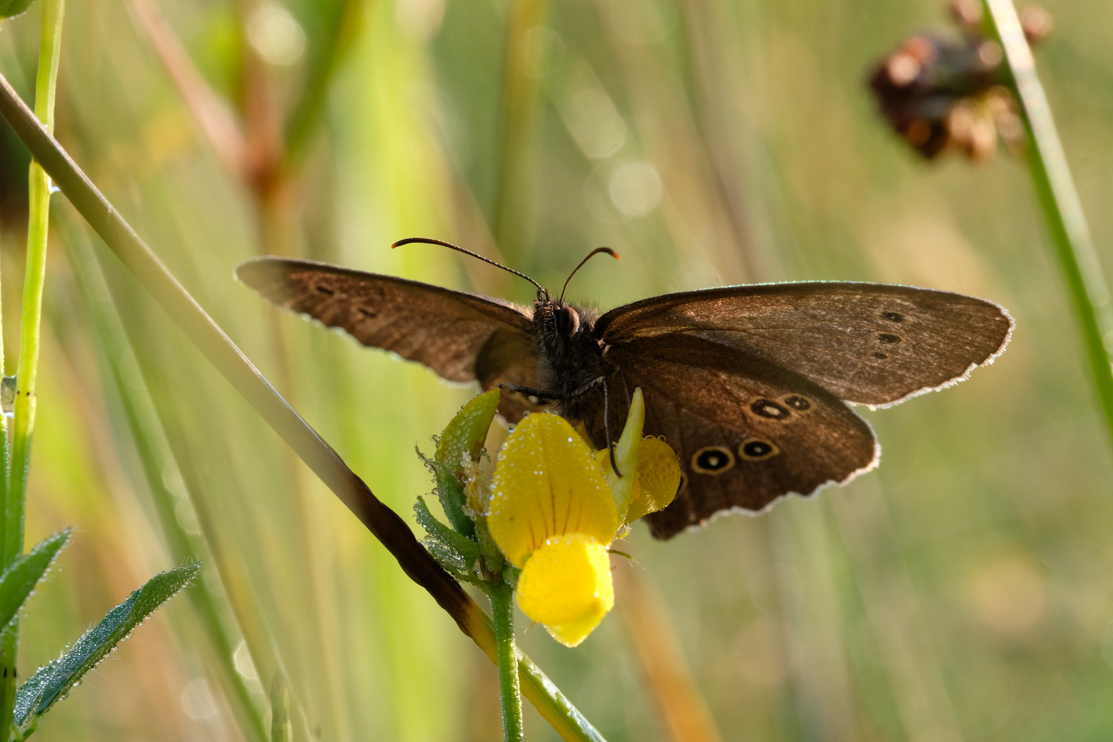 Brauner Waldvogel