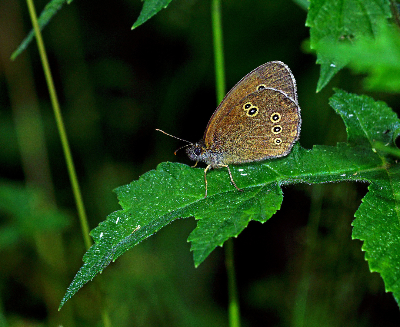 Brauner Waldvogel.