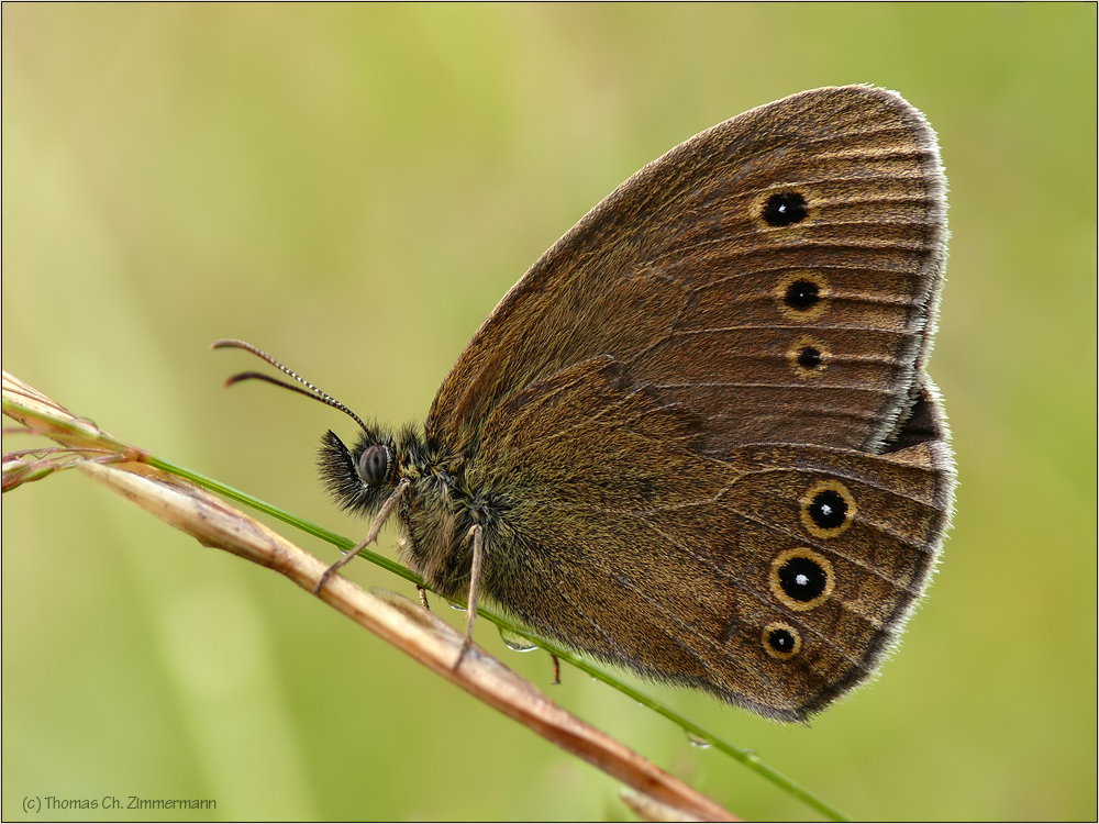 Brauner Waldvogel ...