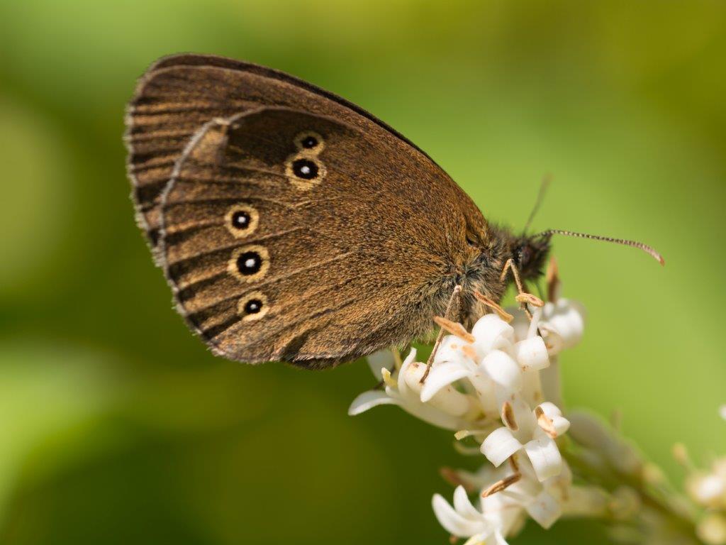 Brauner Waldvogel Foto & Bild tiere, wildlife, schmetterlinge Bilder