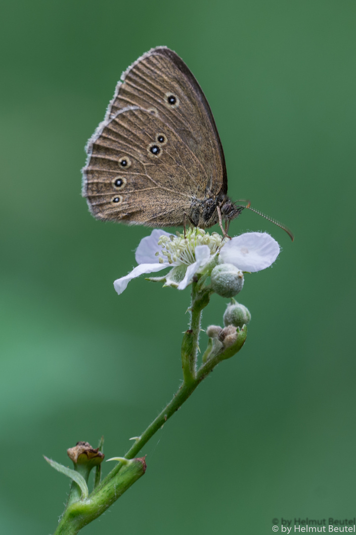 Brauner Waldvogel