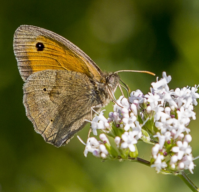 Brauner Waldvogel