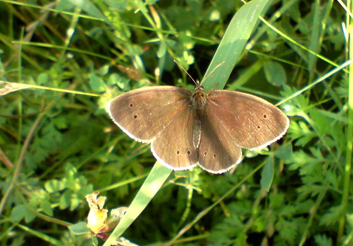 Brauner Waldvogel