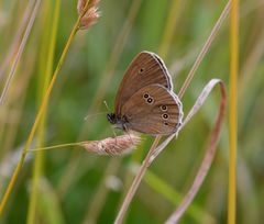 brauner waldvogel