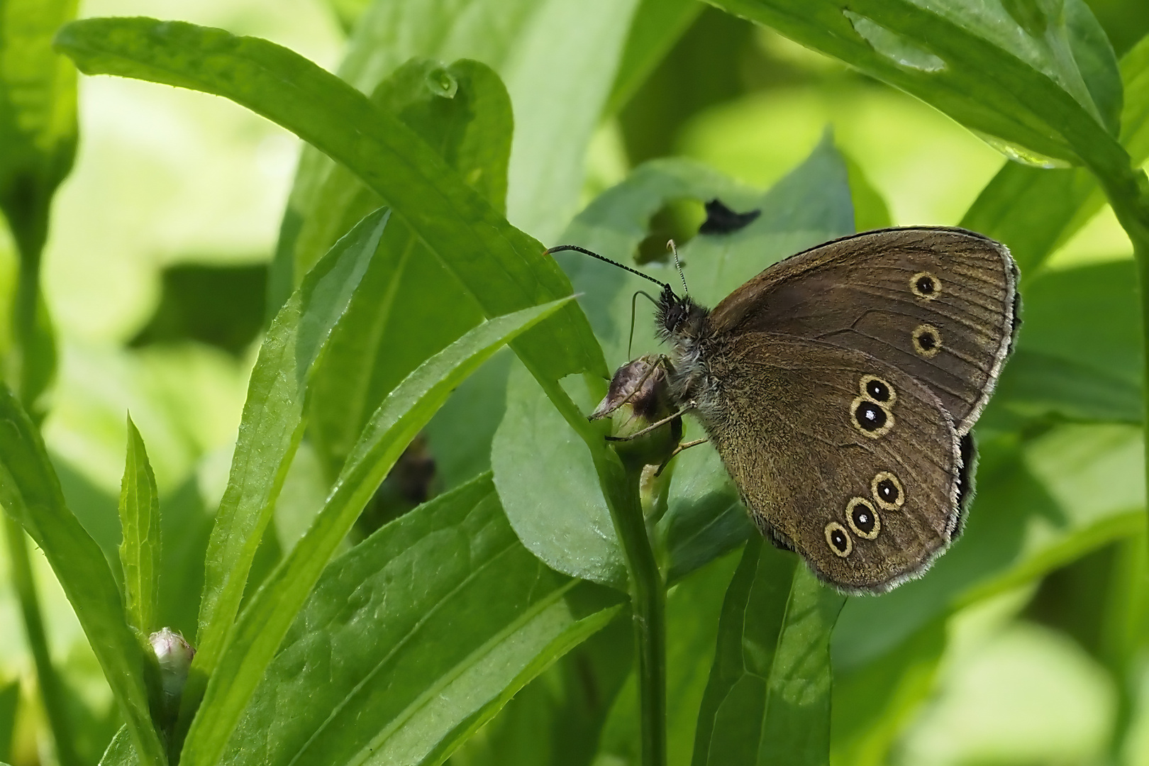 Brauner Waldvogel