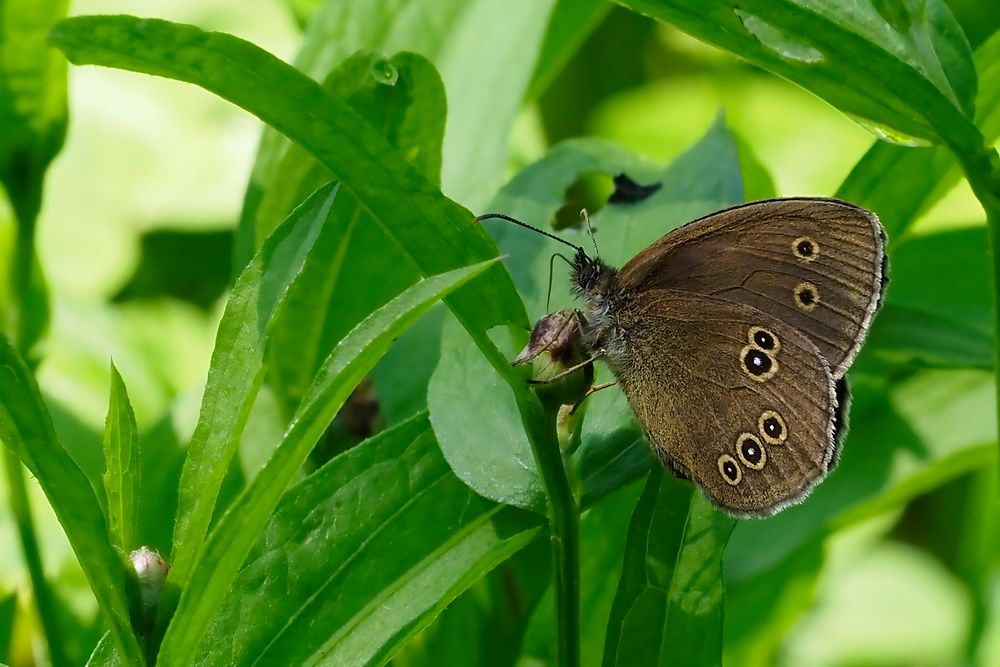 Brauner Waldvogel