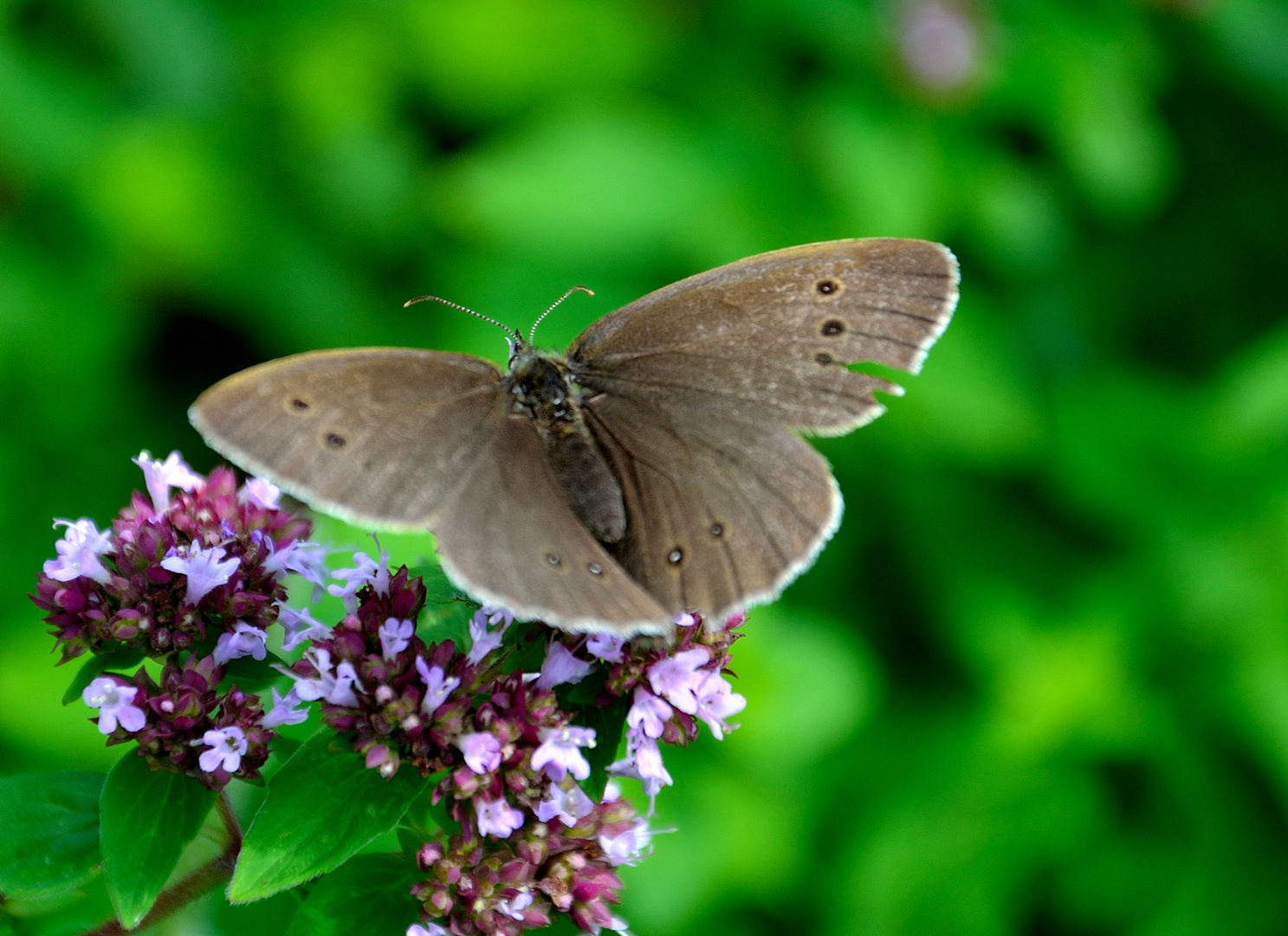 brauner Waldvogel Foto & Bild tiere, wildlife, schmetterlinge Bilder