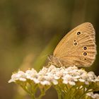 Brauner Waldvogel 