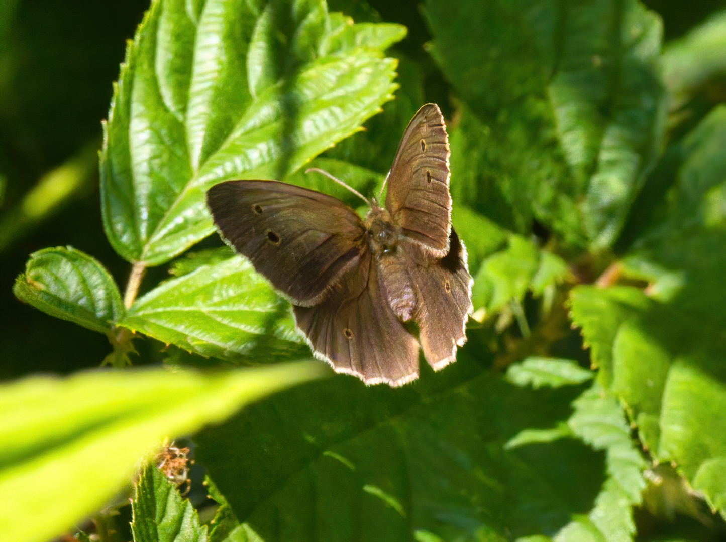 Brauner Waldvogel