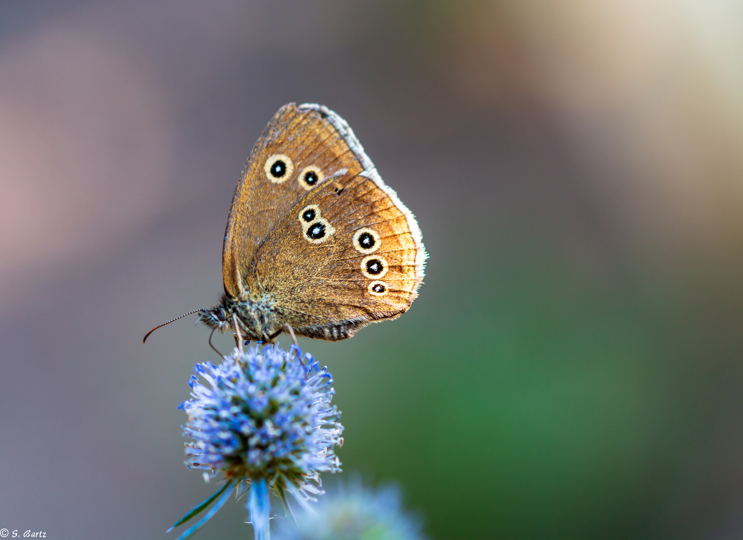 Brauner Waldvogel 