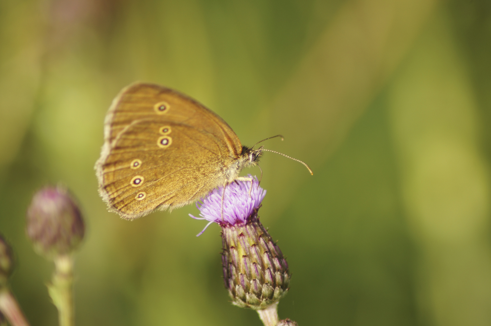 Brauner Waldvogel