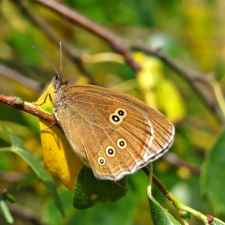 Brauner Waldvogel