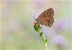 Brauner Waldvogel