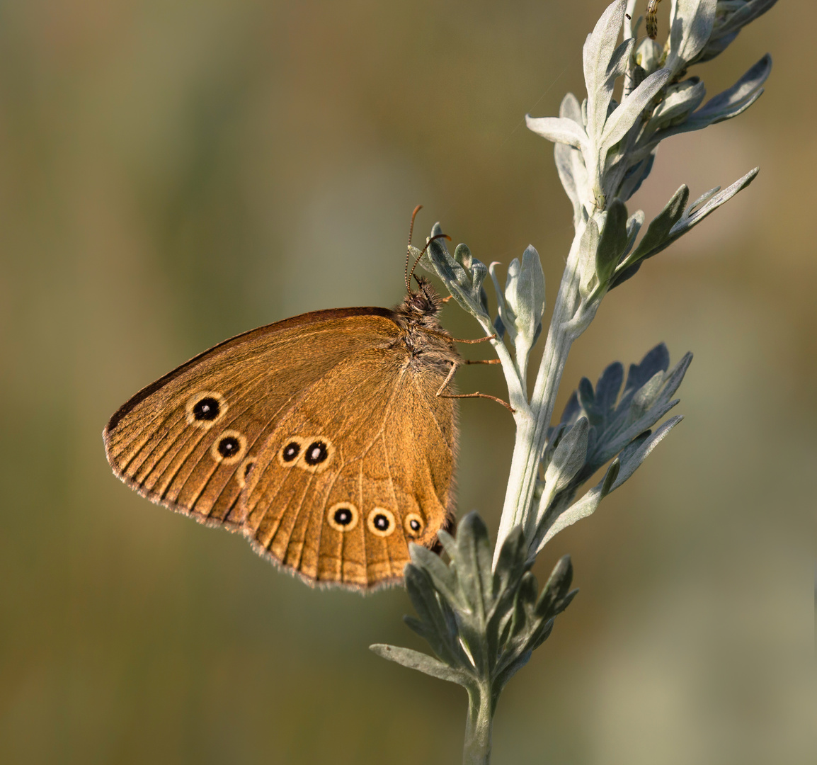 brauner Waldvogel