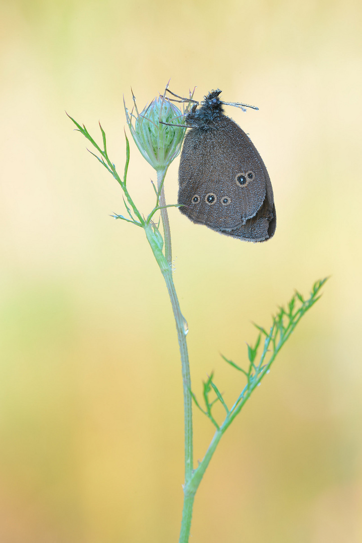 Brauner Waldvogel