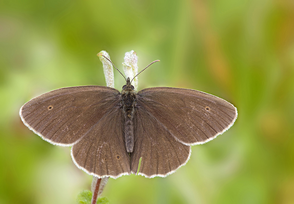 brauner Waldvogel