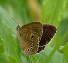 brauner waldvogel