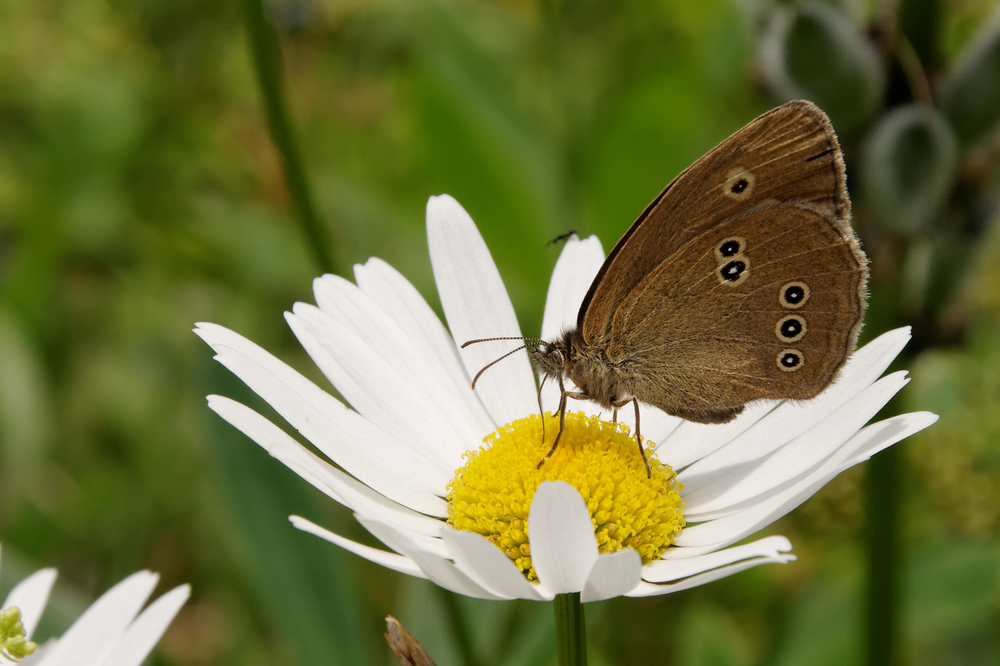 Brauner Waldvogel