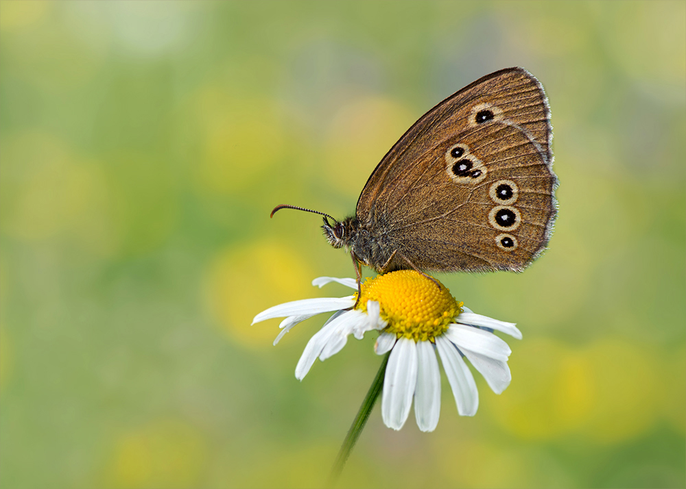 Brauner Waldvogel