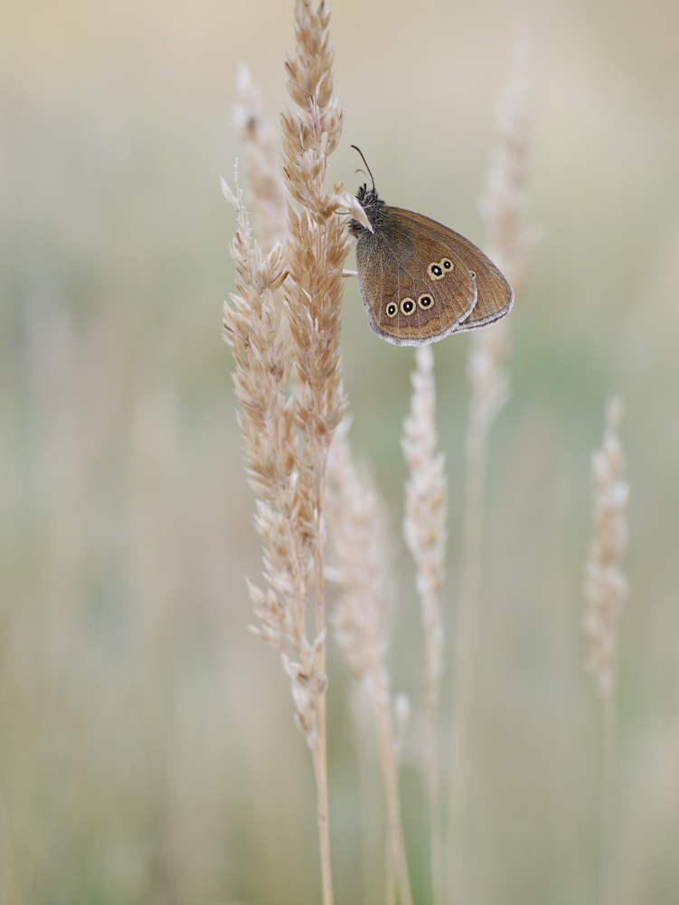 Brauner Waldvogel