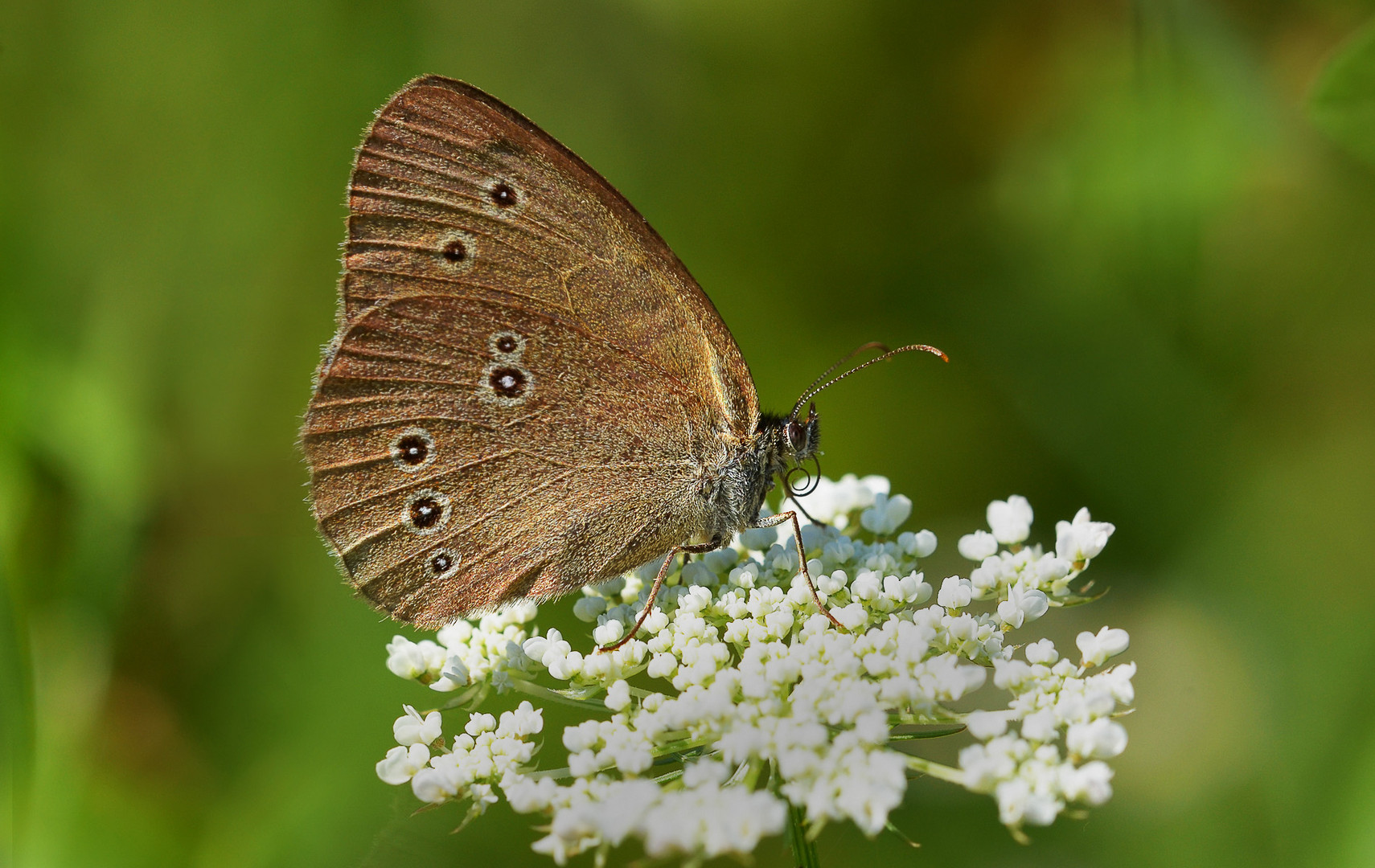 Brauner Waldvogel