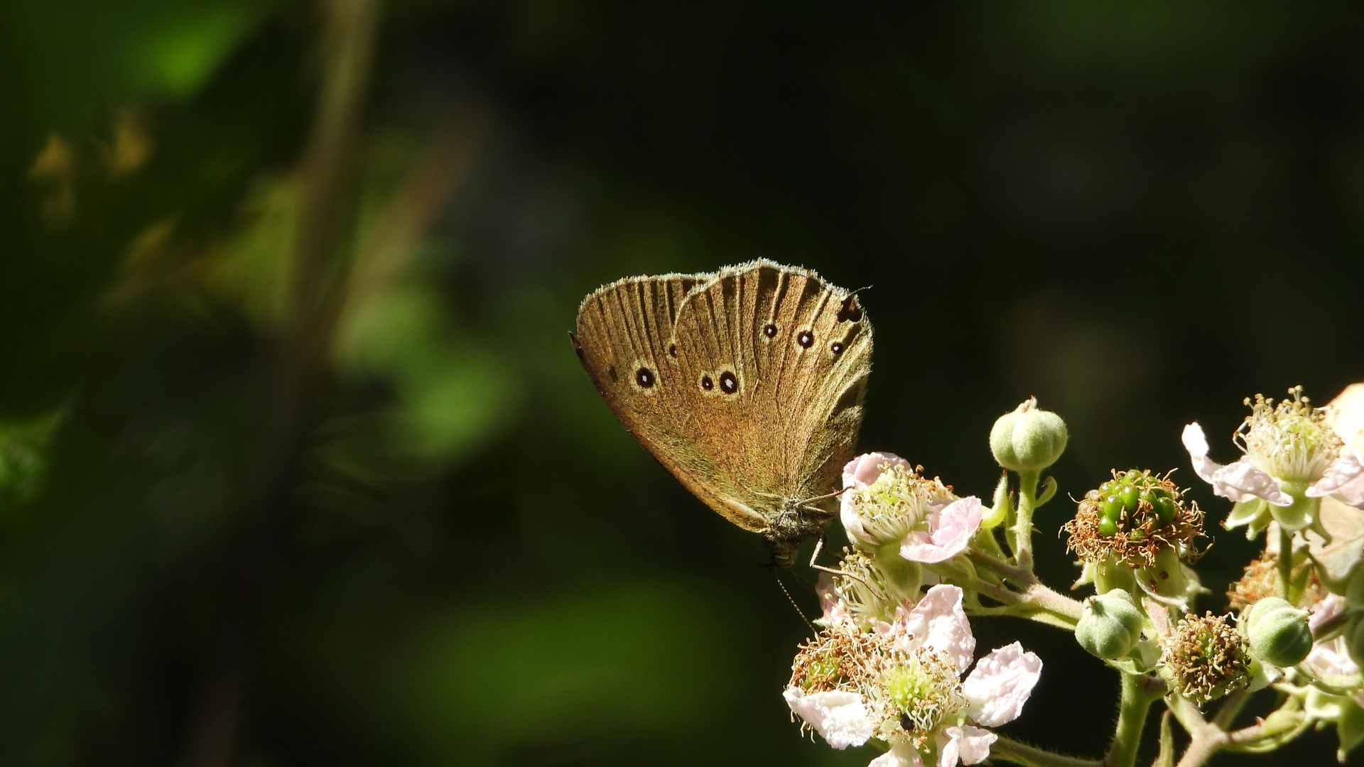 Brauner Waldvogel