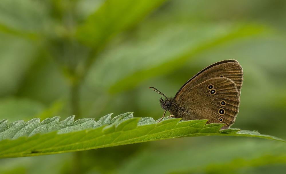 Brauner Waldvogel