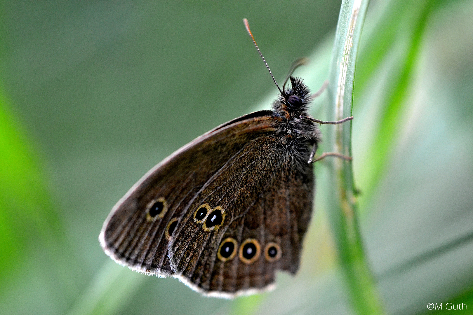 Brauner Waldvogel