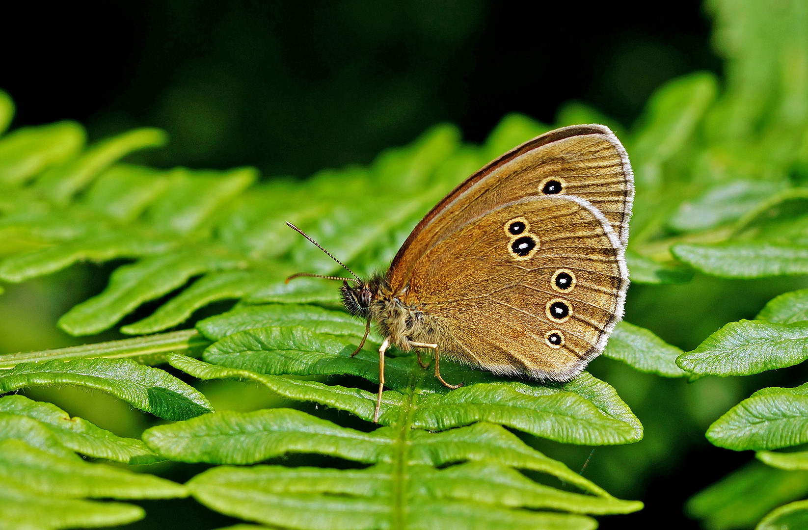 Brauner Waldvogel.