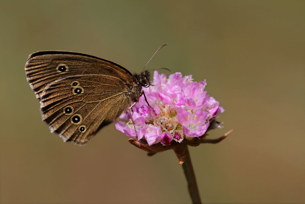 Brauner Waldvogel