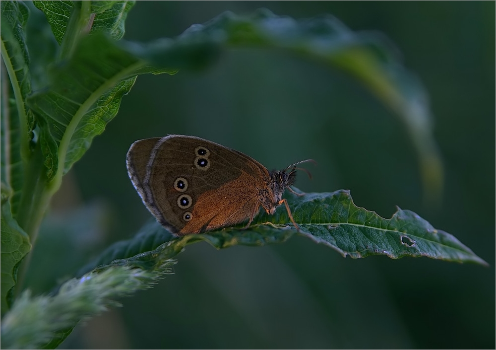 Brauner Waldvogel