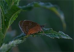 Brauner Waldvogel