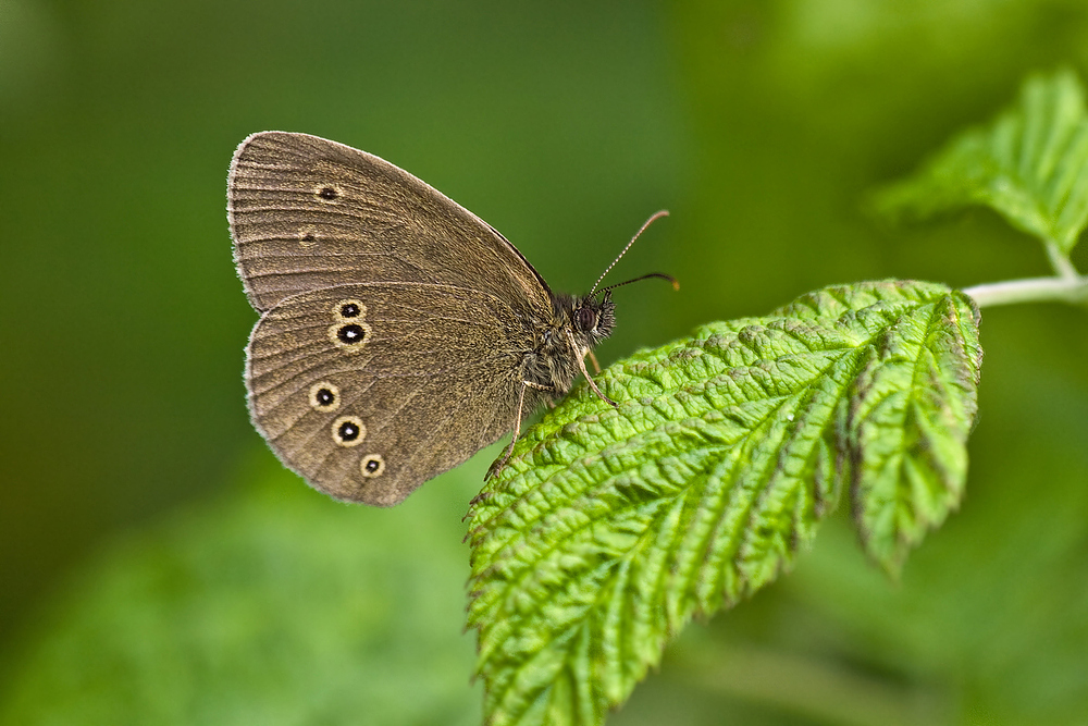 Brauner Waldvogel