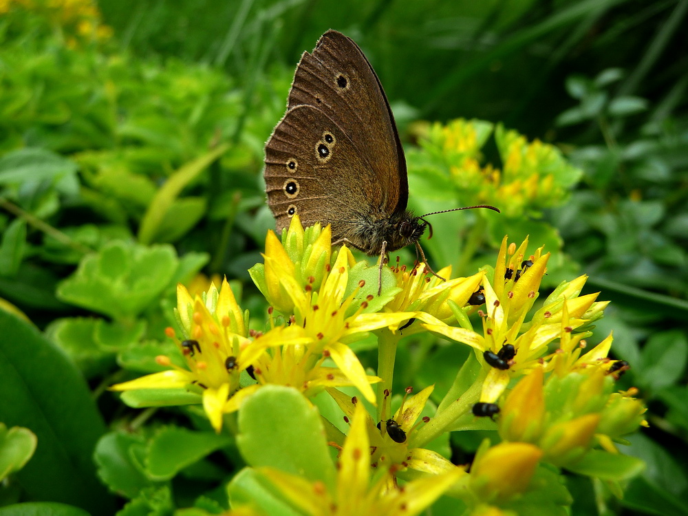 Brauner Waldvogel