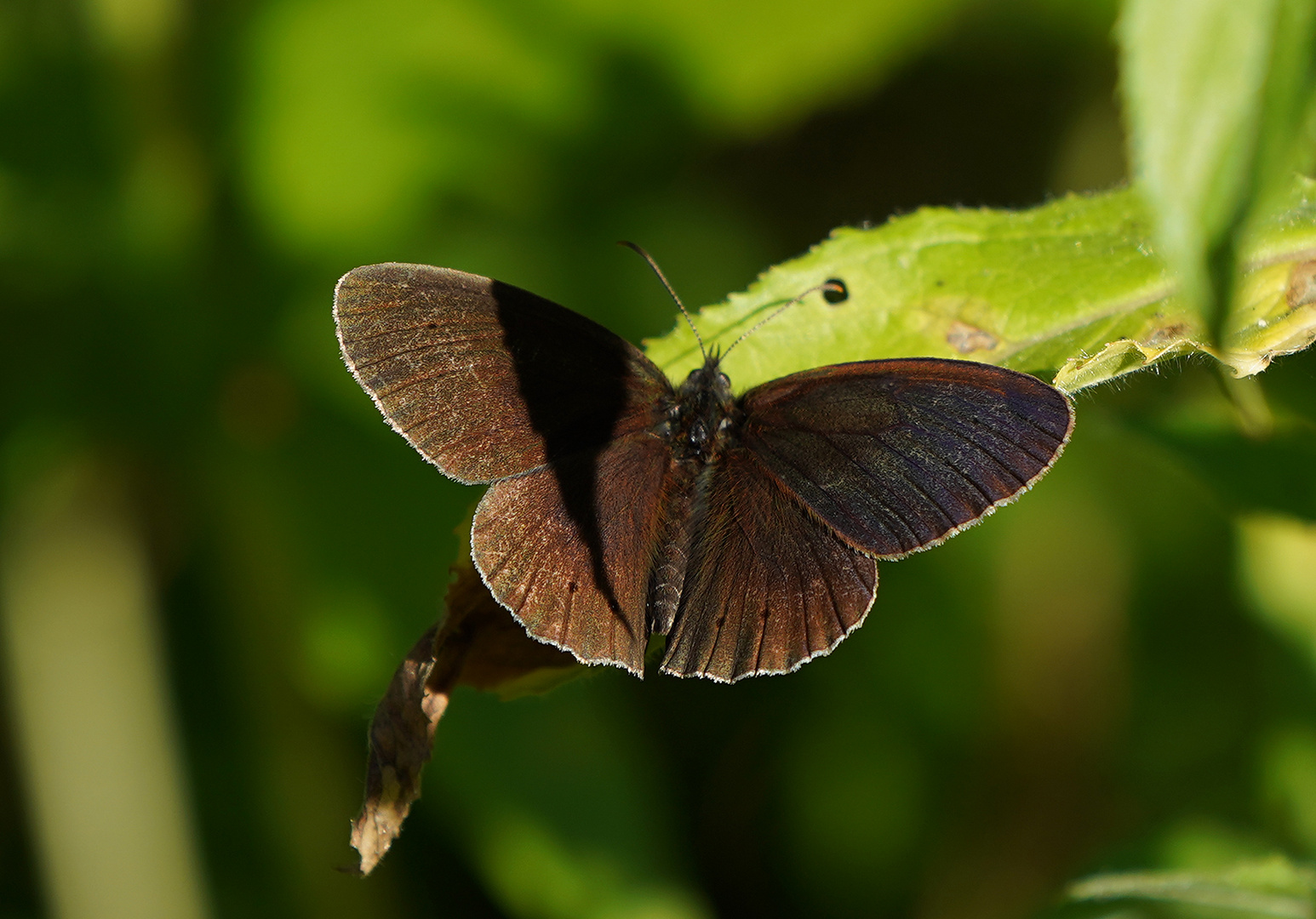 brauner Waldvogel