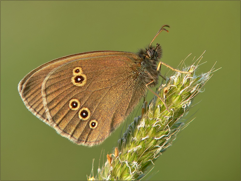 brauner Waldvogel