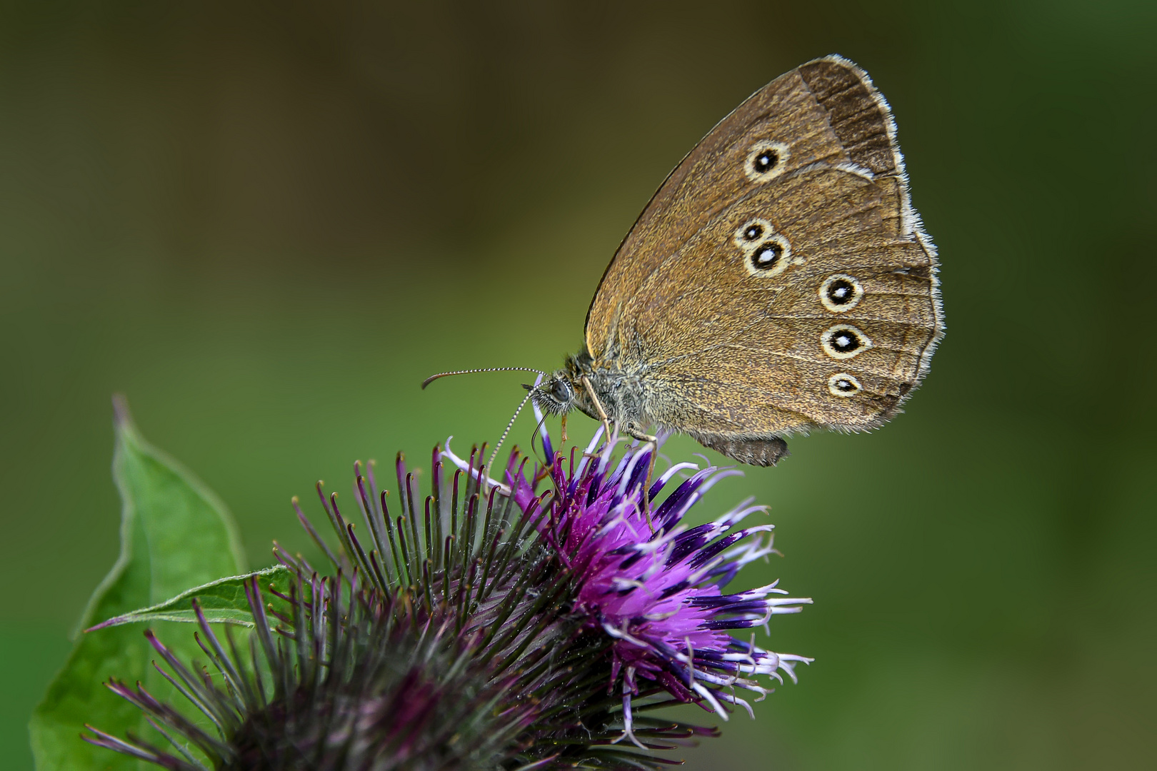 Brauner Waldvogel