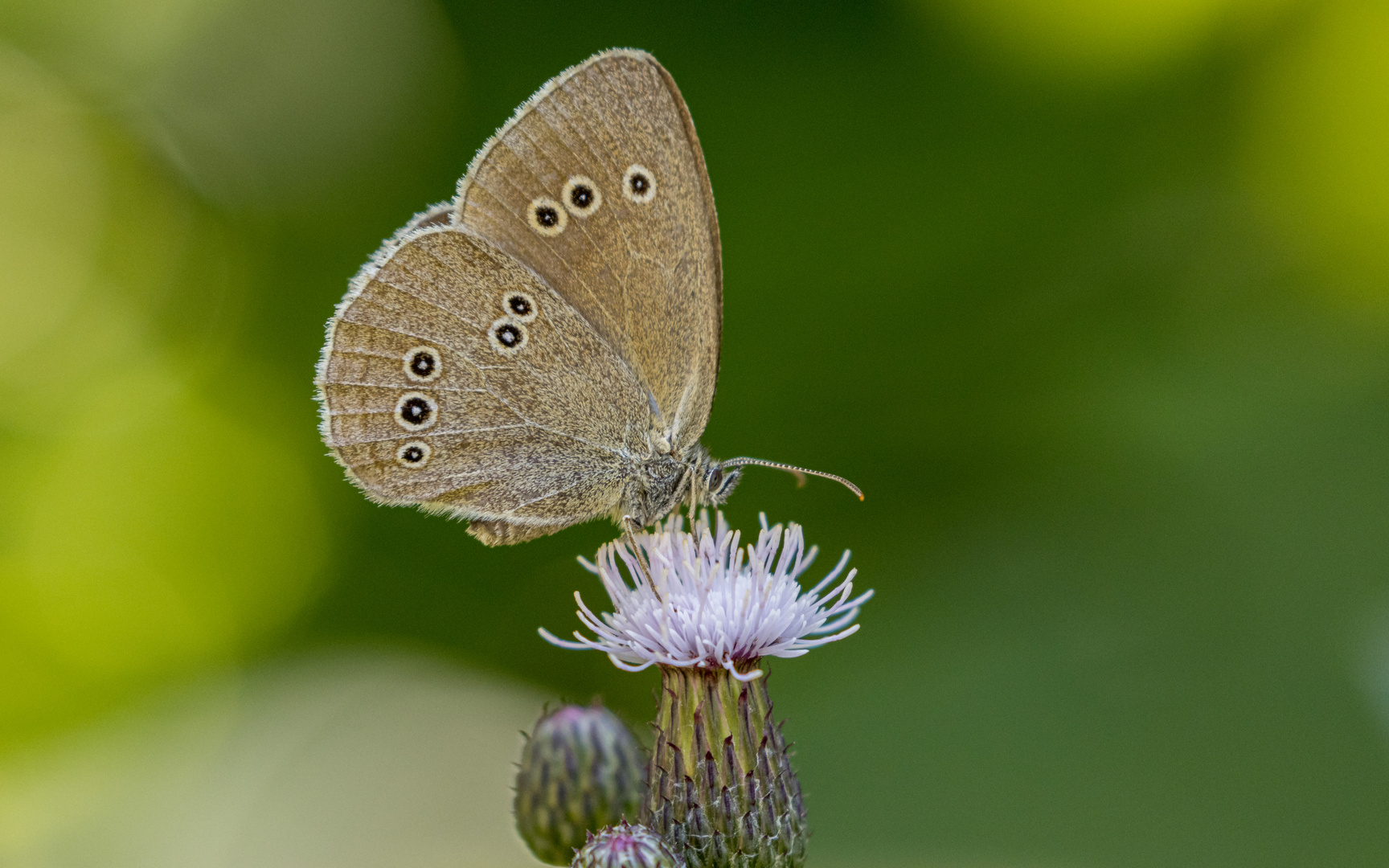 Brauner Waldvogel