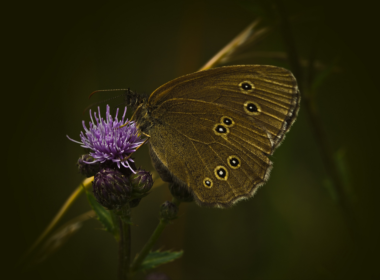 Brauner Waldvogel