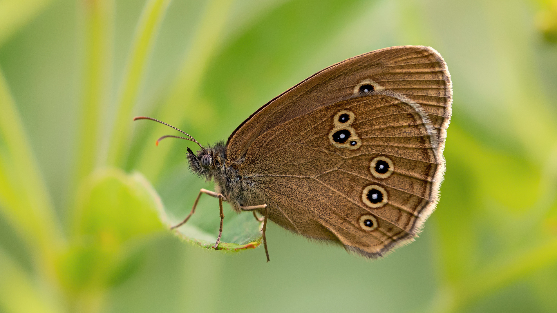 Brauner Waldvogel