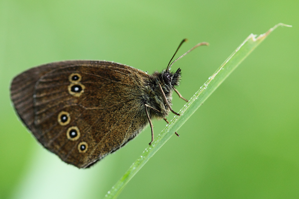 brauner Waldvogel