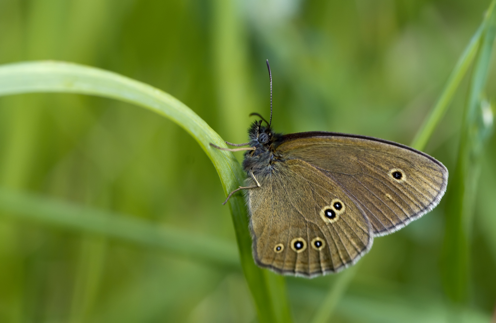 Brauner Waldvogel?