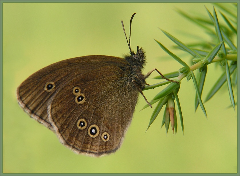 Brauner Waldvogel