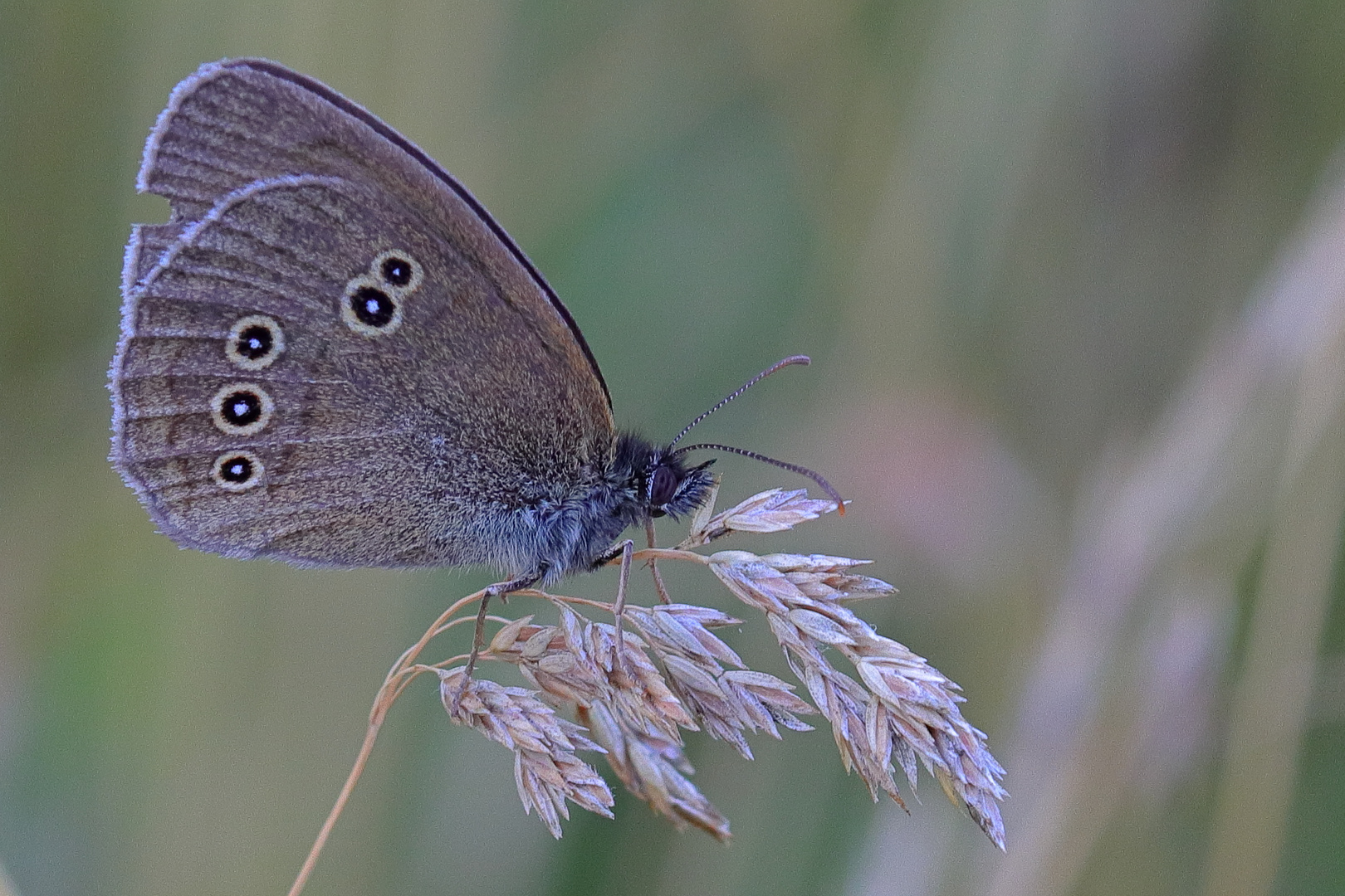 Brauner Waldvogel