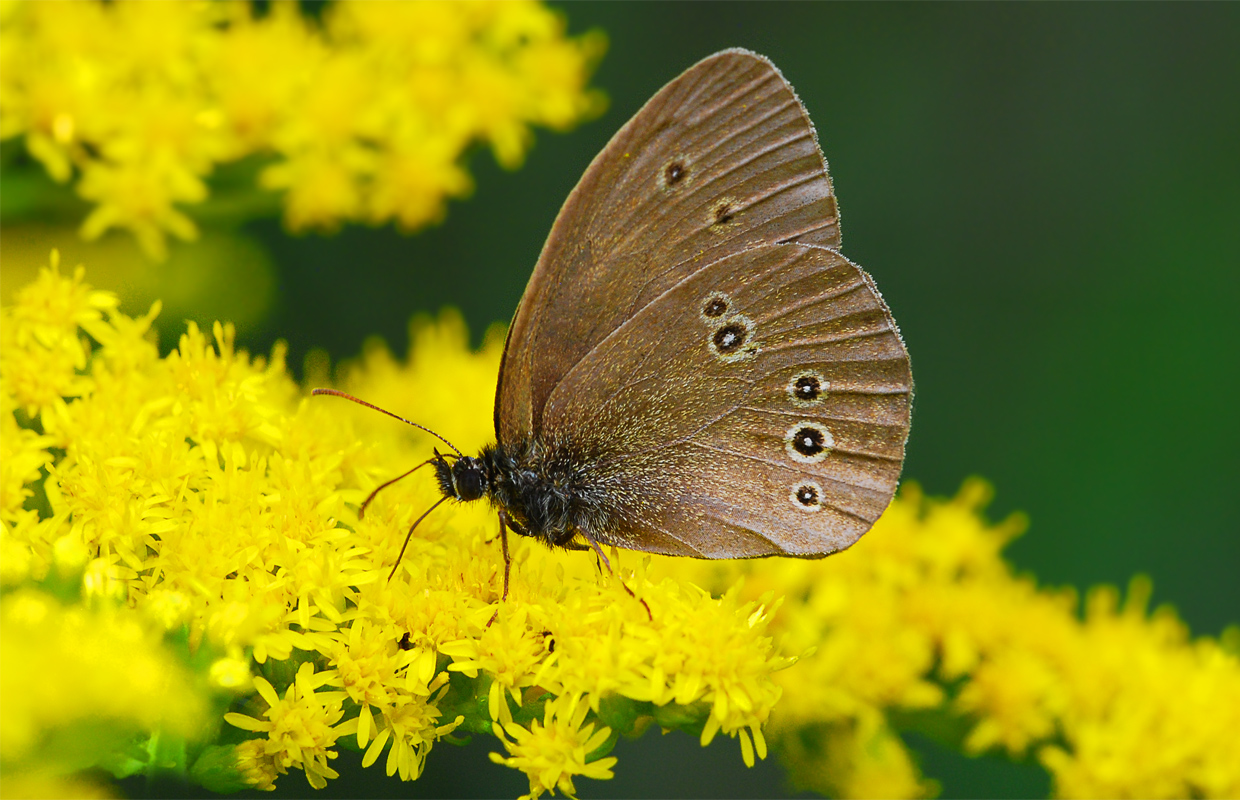 Brauner Waldvogel