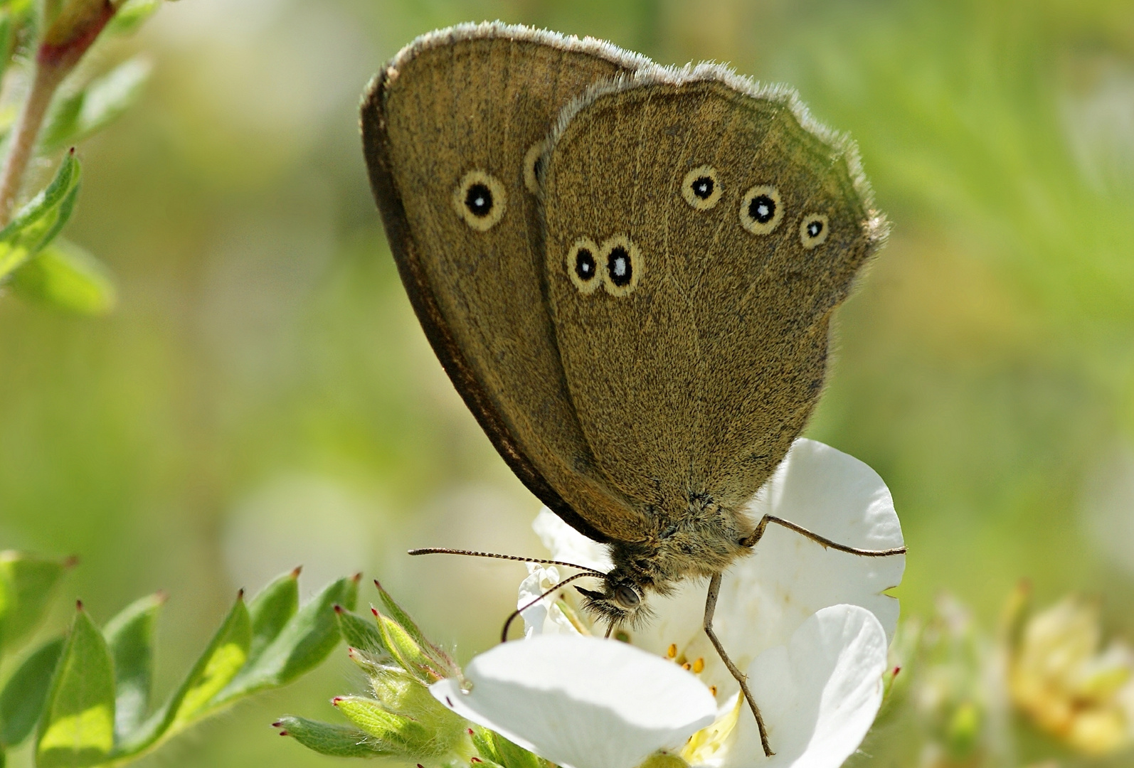 Brauner Waldvogel