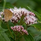 Brauner Waldvogel