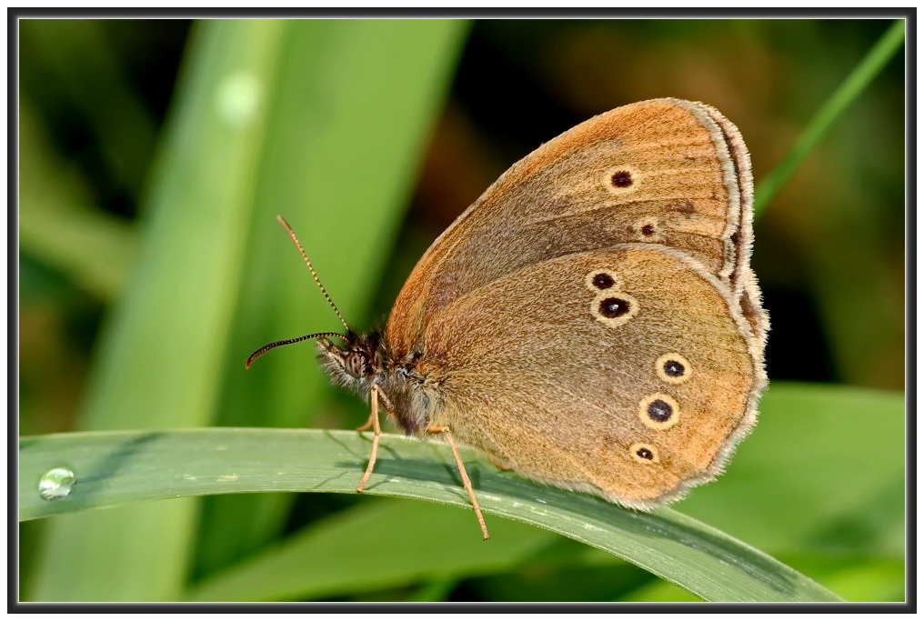 Brauner Waldvogel