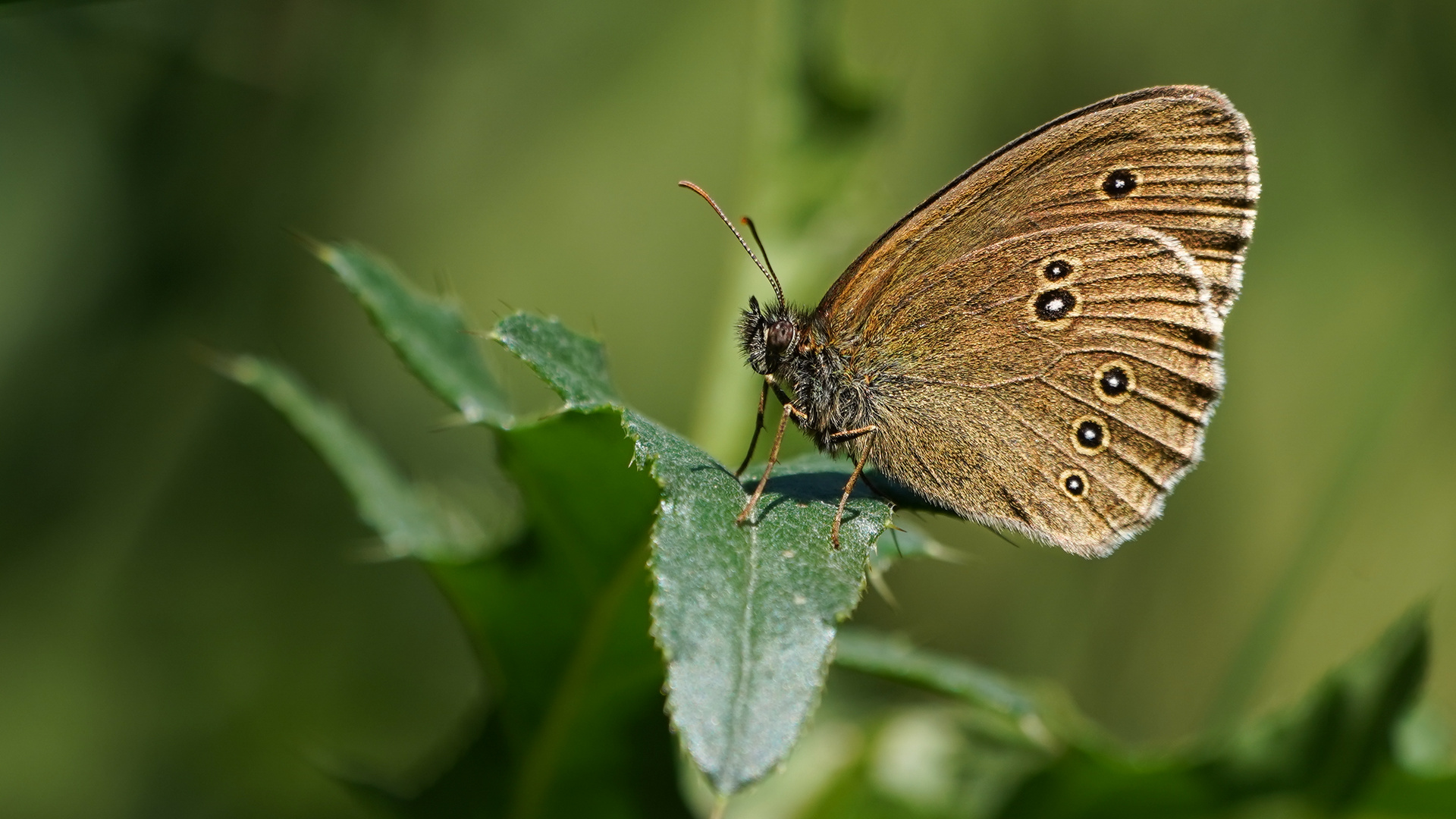 Brauner Waldvogel