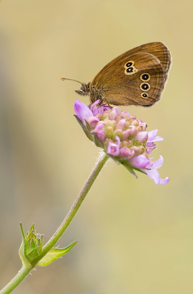 Brauner Waldvogel